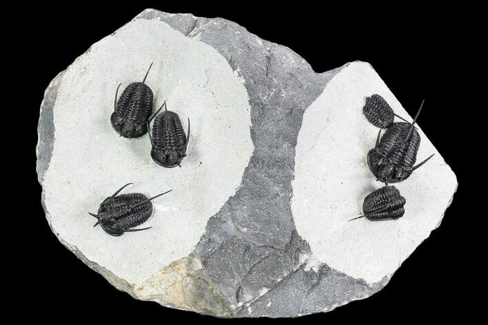 Exceptional Devil Horned Cyphaspis Trilobite Cluster #108776